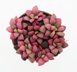 Sunrise Pink Anacampseros rufescens – 5.5cm Pot