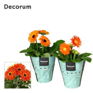 Orange Gerbera – 12cm Pot