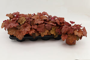 Heuchera ‘Crème Brûlée’ – 13cm Pot