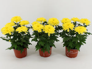 Mixed Chrysanthemum Houseplant – 15cm Pot