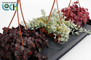 Mixed Crassula Succulent – 12cm Pot, 25cm High