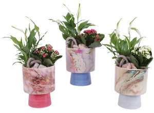 Fresh Breeze Indoor Plant Arrangement – 14cm Ceramic Pot