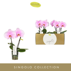 Mixed Phalaenopsis Orchid – 9cm Pot, 40cm High