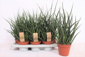 Sansevieria ‘Fernwood Punk’ – 14cm Pot, 40cm High