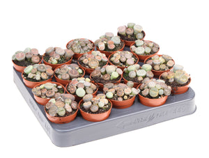 Mixed Lithops Living Stones – 5.5cm Pot