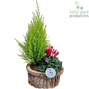 Small Brown Bark Arrangement – 22cm Pot