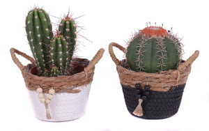 Mixed Succulent Arrangement – 14cm Pot