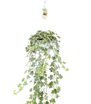 Goldchild English Ivy (Hedera helix) – 17cm Pot