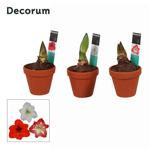 Mixed Hippeastrum Amaryllis – 13cm Terracotta Pot