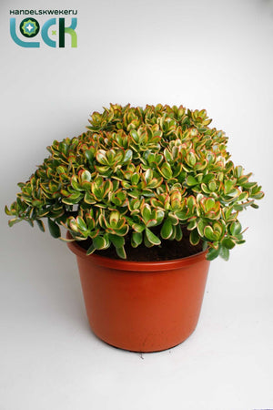 Sunset Crassula Succulent (Crassula) – 44cm Pot