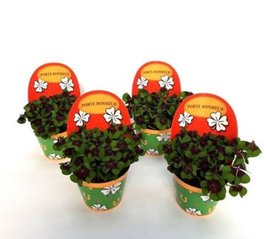 Lucky Clover (Oxalis deppei) – 9cm Pot