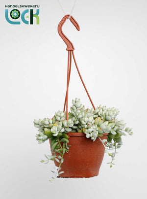 Cotyledon pendens Succulent – 12cm Pot