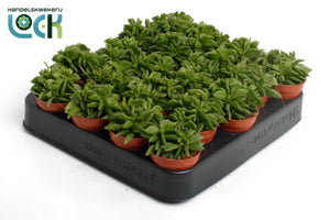 Peperomia Green Spark – 5.5cm Pot