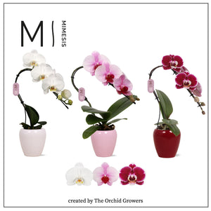 Mixed Phalaenopsis Orchid – 7cm Ceramic Pot