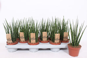 Mikado Sansevieria – 10.5cm Pot