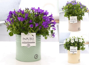 Mixed Campanula Garden Plant – 14cm Pot