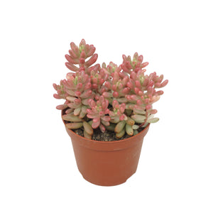 Sedum Rubrotinctum ‘Aurora’ – 8.5cm Pot