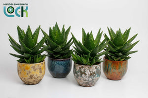 Aloe Mitriformis in Orange Ceramic Pot – 12cm