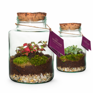 Neptunus Terrarium Arrangement – 16cm Glass Pot