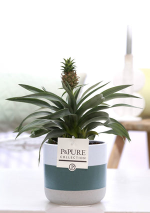 Dark Red Pineapple Plant (Ananas) – 12cm Pot