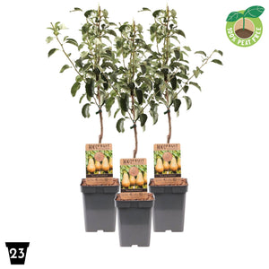 Conference Pear Patio Tree (Pyrus communis) – 23cm Pot