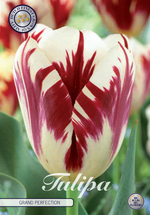 Tulipa Triumph ‘Grand Perfection’ Flower Bulbs