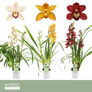 Cymbidium Orchid Collection – 12cm Pot, 50cm Tall