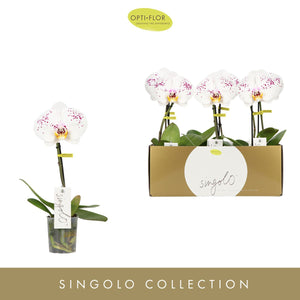 White Phalaenopsis Orchid ‘Singolo Owari’ – 9cm Pot
