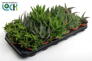 Mixed Aloe Plants – 8.5cm Pot