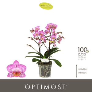 Honeybee Phalaenopsis Orchid – 3 Stem, 12cm Pot