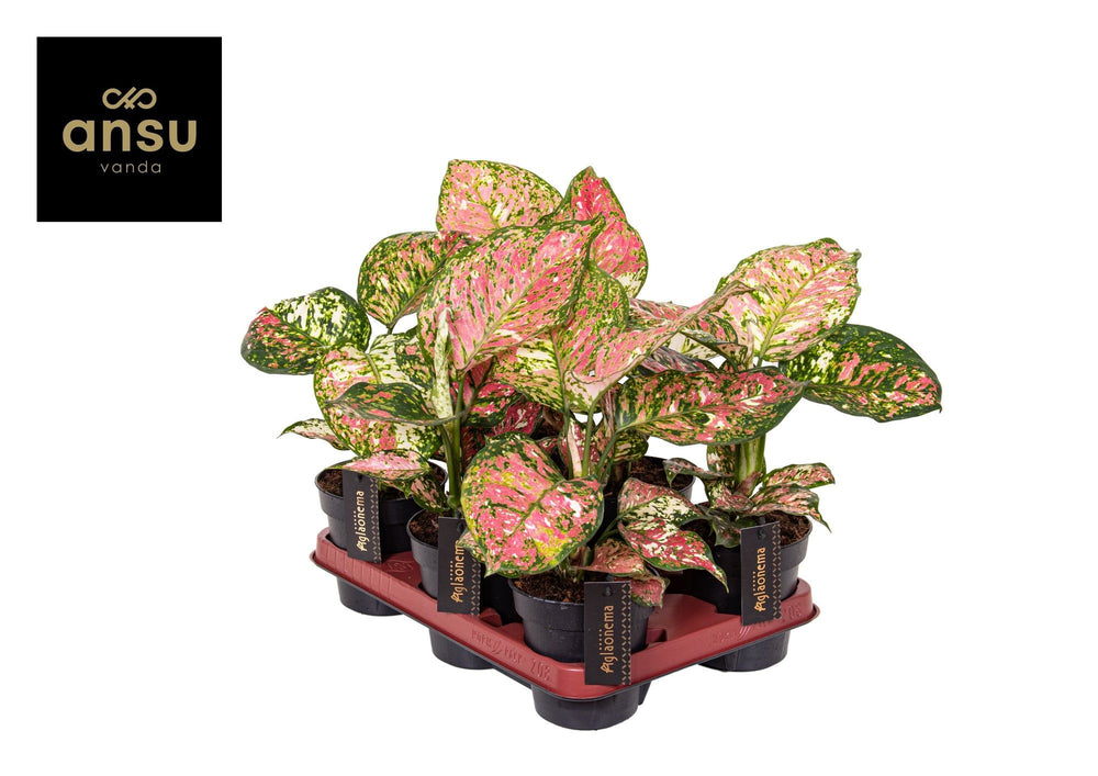 Aglaonema 'Jazzy Red' – 12cm Pot