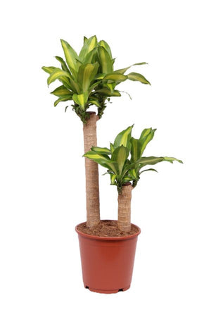 Dracaena Massangeana Corn Plant – 24cm Pot, 90cm High