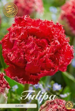 Fringed Double Tulip ‘Quatar’ Bulbs – 7 Bulbs