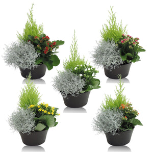 Patio Plant Arrangement in 19cm Plastic Dish