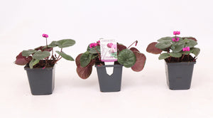 Pink Persian Cyclamen (Cyclamen coum) – 9cm Pot