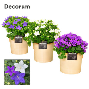 Mixed Campanula Collection – 14cm Pot