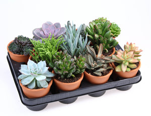 Mixed Succulent in Ceramic Rose Pot – 10cm