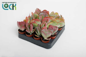 Kalanchoe thyrsiflora ‘Red Lips’ – 5.5cm Pot