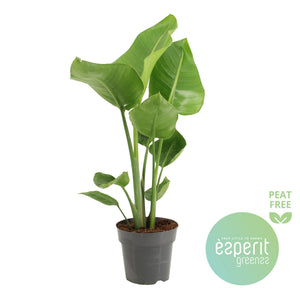 White Bird of Paradise (Strelitzia nicolai) – 17cm Pot