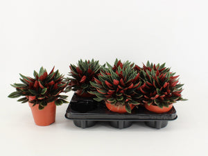Red Ripple Peperomia (Peperomia caperata) – 12cm Pot