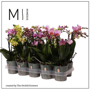 Mixed Phalaenopsis Orchid – 2 Stems, 12cm Pot