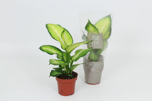 Dieffenbachia ‘Summer Style’ – 12cm Pot, 40cm High