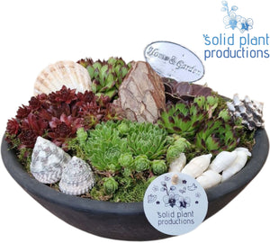 Sempervivum Houseleek Arrangement – 27cm Ceramic Pot