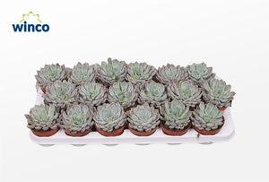 Echeveria Rosea Succulent – 8.5cm Pot