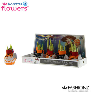 Halloween Waxed Amaryllis (Hippeastrum) – 2 Stems