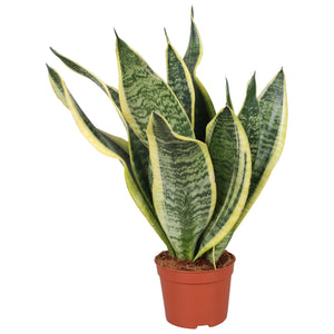 Sansevieria ‘Futura Superba’ Snake Plant – 9cm Pot
