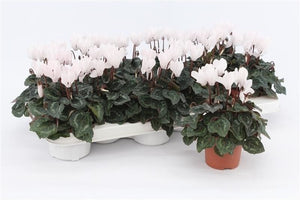 White Small-Flowered Cyclamen (Cyclamen persicum) – 9cm Pot