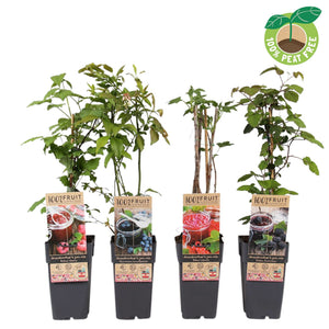 Mixed Fruit Plant – Jam Theme, Approx. 50cm