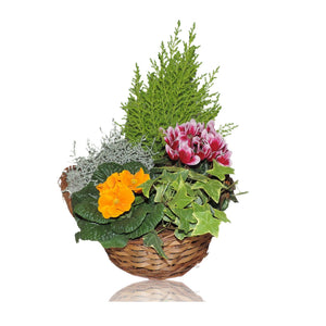 Mandevilla Arrangement in Wicker Basket – 25cm