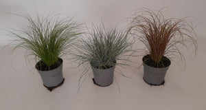 Mixed Ornamental Grasses – 10.5cm Pot